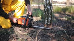 Reliable Roland, IA Tree Services Solutions