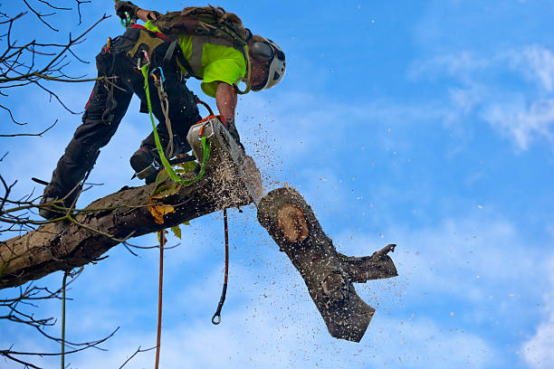 How Our Tree Care Process Works  in  Roland, IA